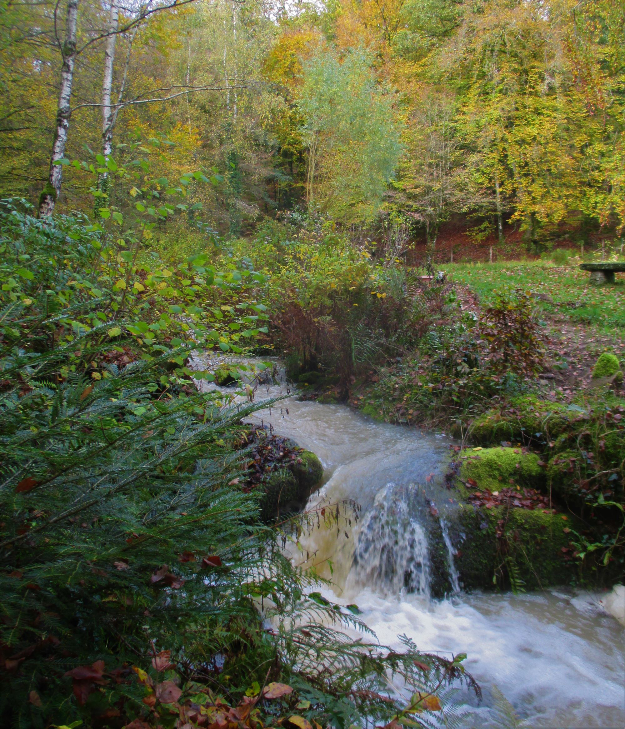 au-bord-du-ruisseau-un-jardin-en-for-t-de-darney