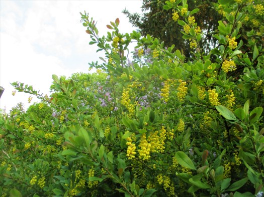 Lilas et Berberis Koreana
